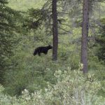 Beren spotten in Canada tijdens deze sportieve vakantie in de natuur