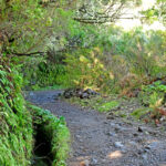 levada-hike-madeira